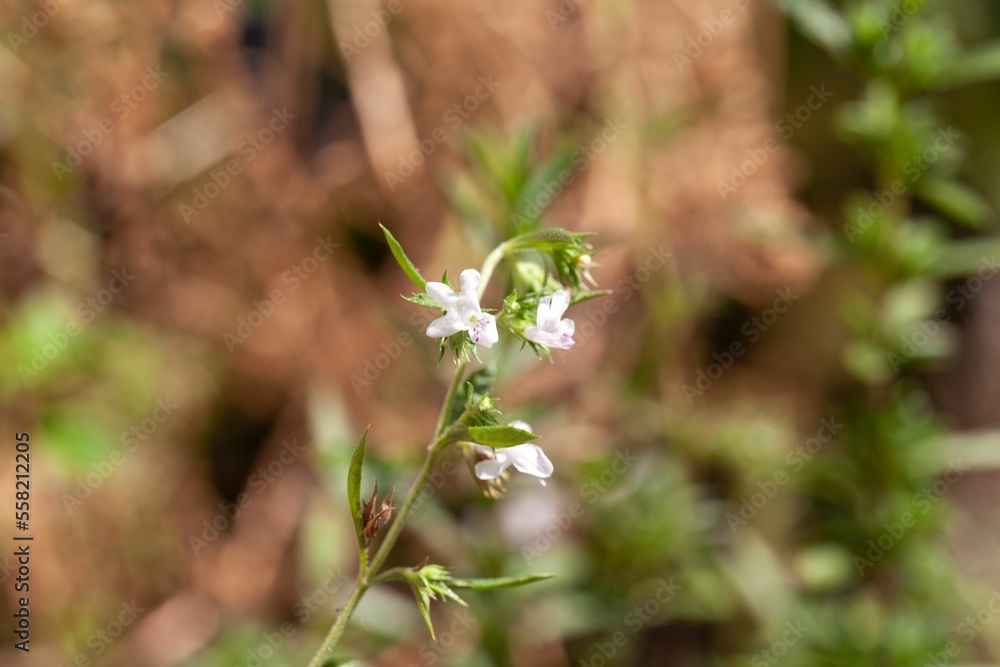 Flowers of Satureja parnassica Flowers of Satureja parnassica
