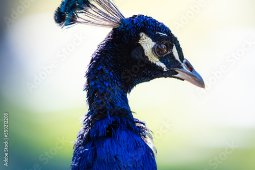 portrait of a peacock with a bright background, close up detailed feathers and soft bokeh background 
