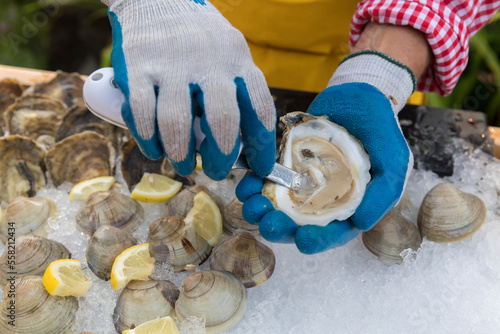 gloved hands shucking an oyster over ice photo