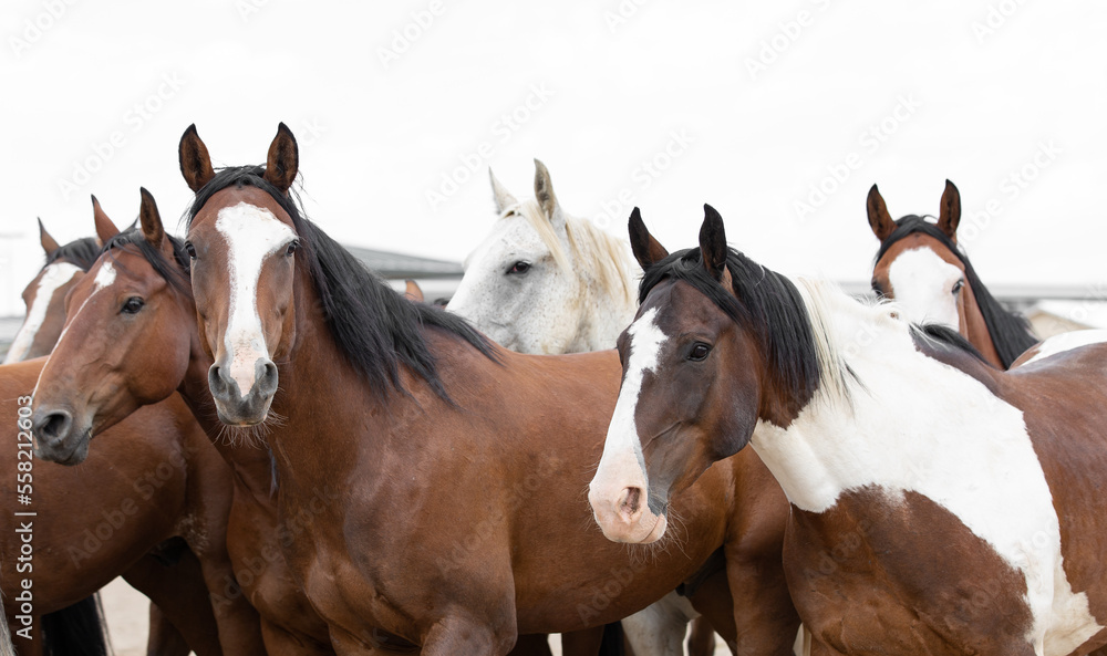 Rodeo horses walking back to pens. Rodeo horses walking back to pens.