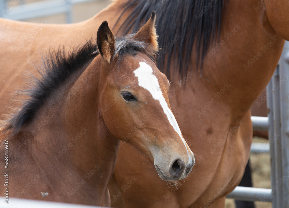 Obraz premium Foal at the local county fair.