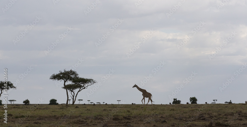 Fototapeta premium Giraffe walks across African savanna.