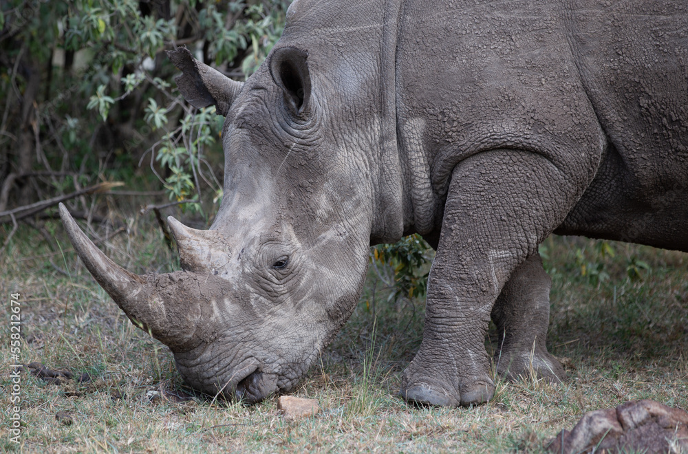 Obraz premium Single rhinoceros eating grass in Kenya Africa.
