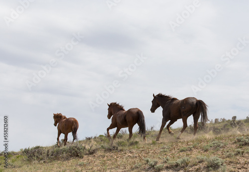 Three horses running along hillside.