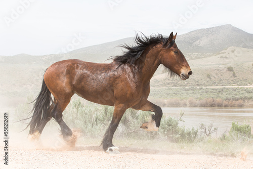 Happy horse trots down mountain road in sunshine. © Cavan