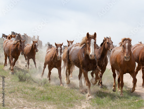 Horses running in a group toward the camera. © Cavan