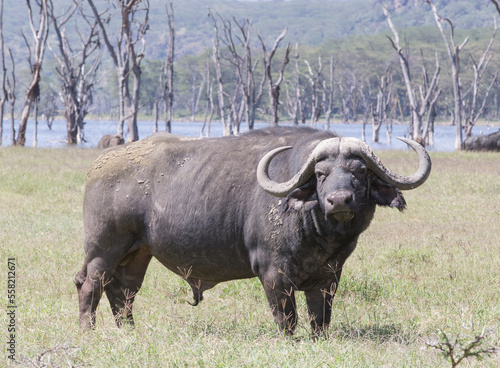 Single bull cape buffalo stands next to lake.
