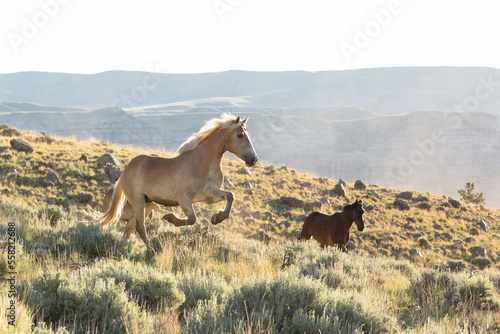Fotografie Halflinger horse runs through the sagebrush.
