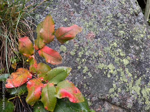 Turning leaves against a rock with lichen. photo