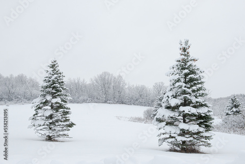 Pine trees covered in snow in country landscape. © Cavan