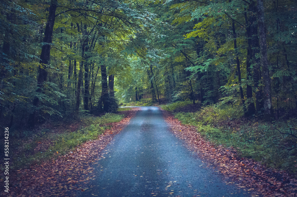 Road in a forest in autumn, with nothing around Road in a forest in autumn, with nothing around