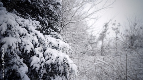 Cedar Tree Limbs Weighted Down The Freshly Fallen Snow In Tennessee.