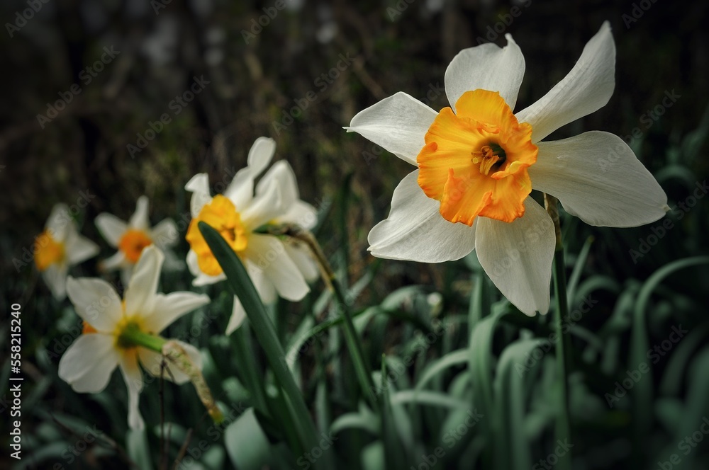 Blooming White And Yellow Jonquils In Middle Tennessee. Blooming White And Yellow Jonquils In Middle Tennessee.