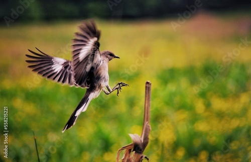 Fotografija Mockingbird Coming In For A Landing On An Old Weathered Cornstalk