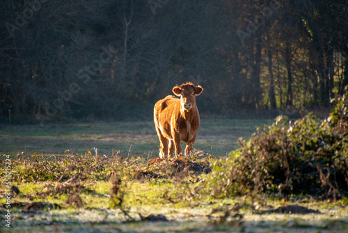 Brown cow's in a green field in France © arnaud