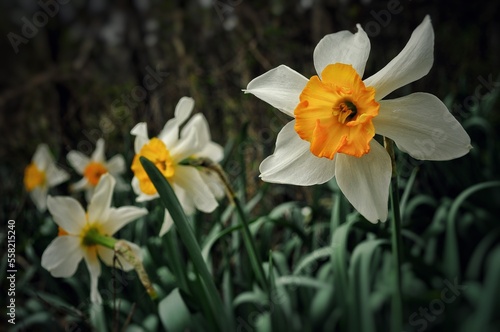 Blooming White And Yellow Jonquils In Middle Tennessee.