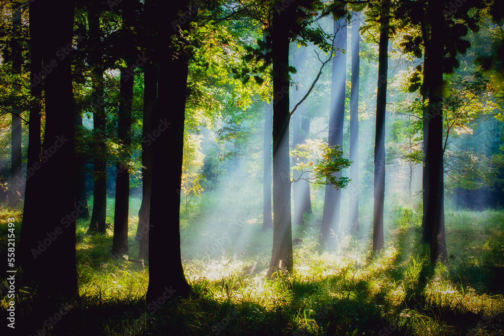 sunrise in the forest.