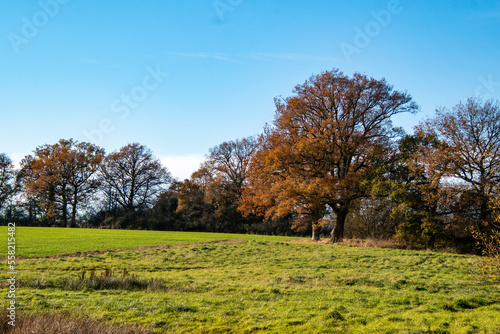 Big oak tree in a field in France
