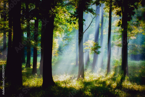 Obraz na płótnie sunrise in the forest. w salonie