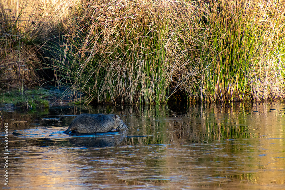 Invasive species Nutria of Myocastor Coypu on a partly frozen lake in France Invasive species Nutria of Myocastor Coypu on a partly frozen lake in France
