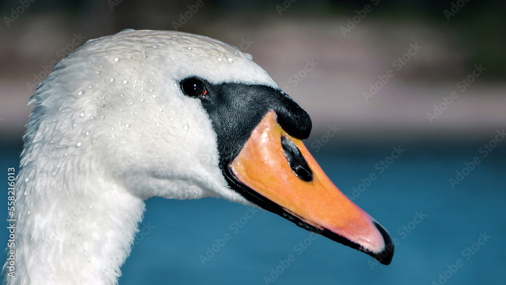 Swans are the largest extant members of the waterfowl family Anatidae, and are among the largest flying birds Swans are the largest extant members of the waterfowl family Anatidae, and are among the largest flying birds