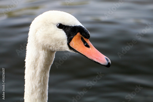 Swans are the largest extant members of the waterfowl family Anatidae, and are among the largest flying birds