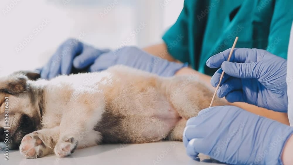  Checking the breath. Male veterinarian in work uniform listening to the breath of a small dog with a phonendoscope in veterinary clinic. Pet care concept