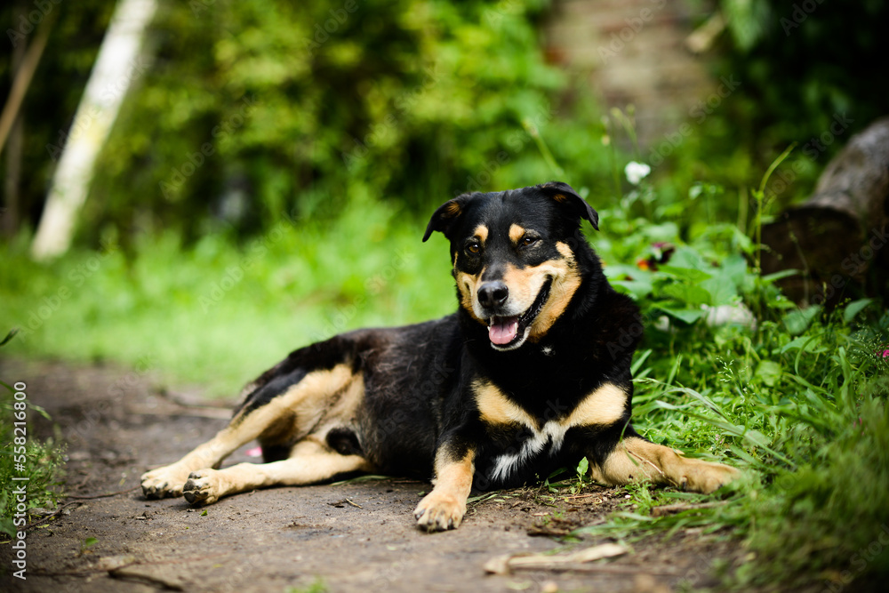 Black puppy lying down looking at the camera Black puppy lying down looking at the camera