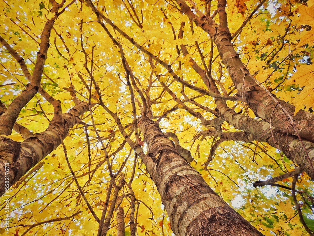 Fototapeta premium Tennessee Sugar Maple Trees Showing Off Their Full Yellow Fall Colors.