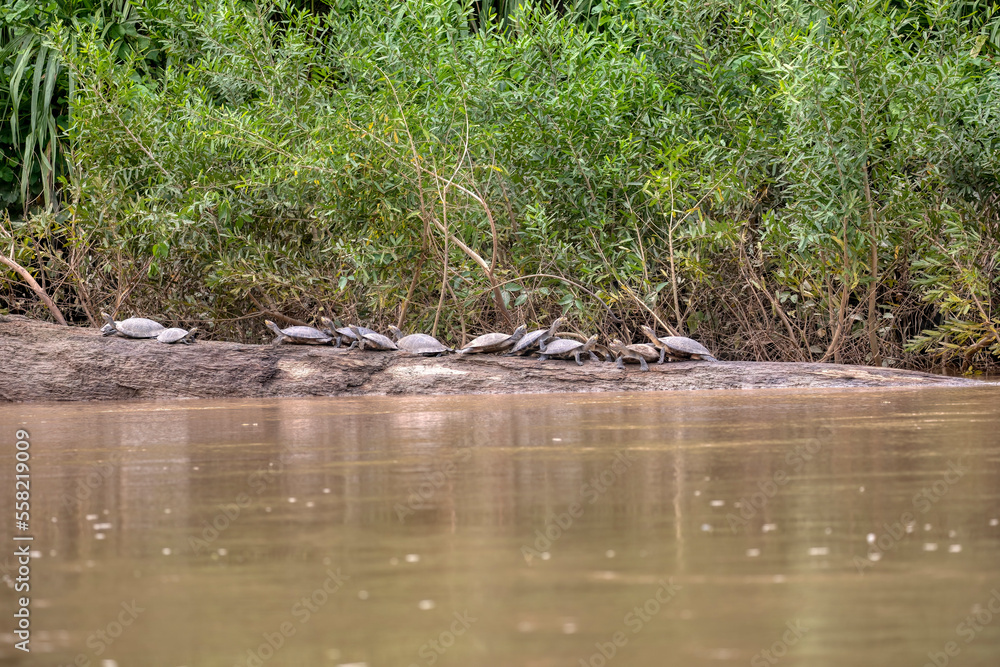 Fototapeta premium Manu National Park, Peru