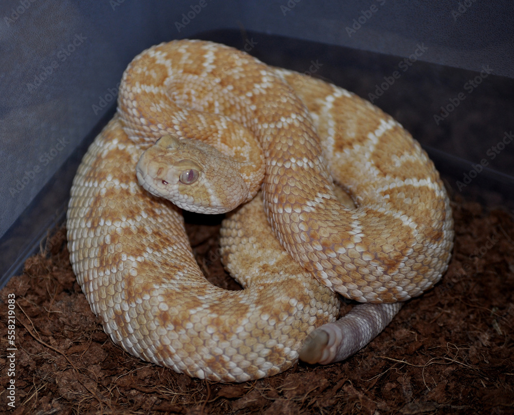 Fototapeta premium Western Diamond-backed Rattlesnake (Crotalus atrox)