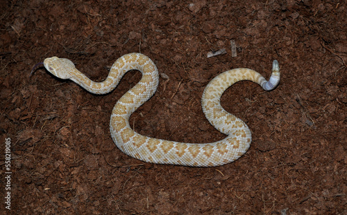 Western Diamond-backed Rattlesnake (Crotalus atrox)