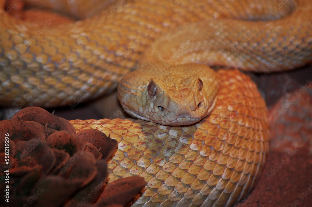 Fototapeta premium Western Diamond-backed Rattlesnake (Crotalus atrox)