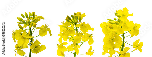 Colza flower. Rapeseed plant, colza rapeseed for green energy. Y