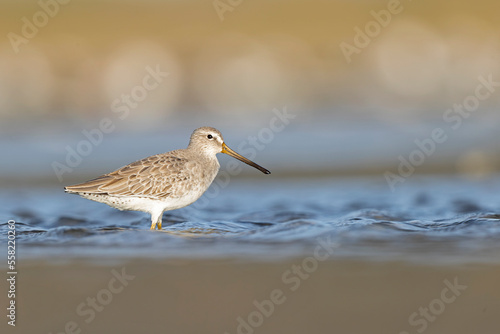 Short-billed dowitcher (Limnodromus griseus) foraging at the wetlands of Texas South Padre Island.