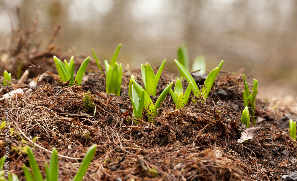 The first spring small shoots. Rejoice at the first rays of the spring sun. The first spring small shoots. Rejoice at the first rays of the spring sun.