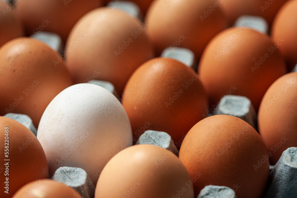one single white chicken egg amongst a tray of brown, food concept one single white chicken egg amongst a tray of brown, food concept