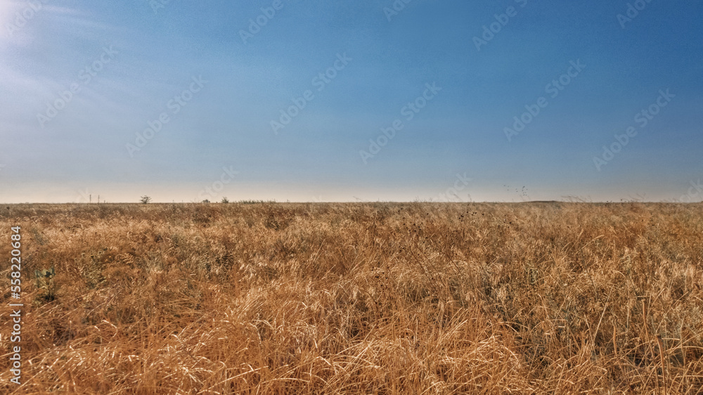 Fototapeta premium Field in colours of Ukranian flag