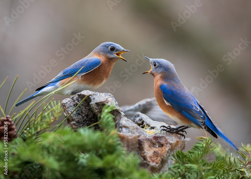 two blue birds squawking
