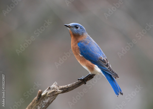  blue bird on perch
