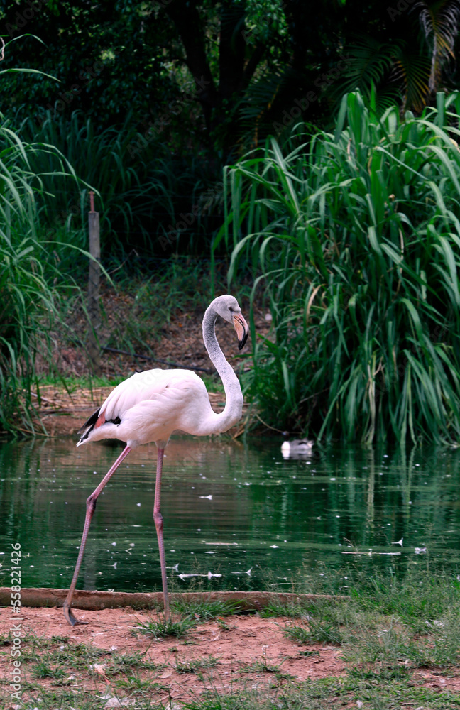 Obraz premium Closeup of Chilean flamingo by the lake