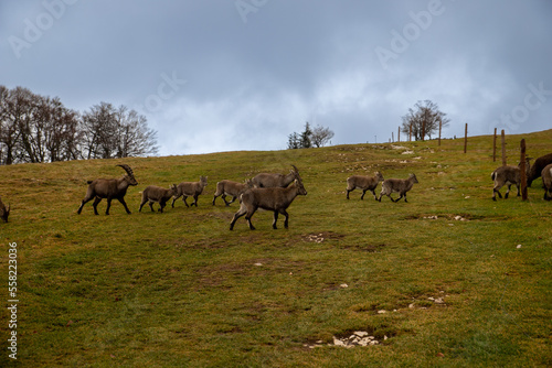 Roe deer graze in the green meadows of Switzerland © Maria