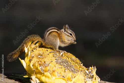 chipmunk eating sunflower seeds