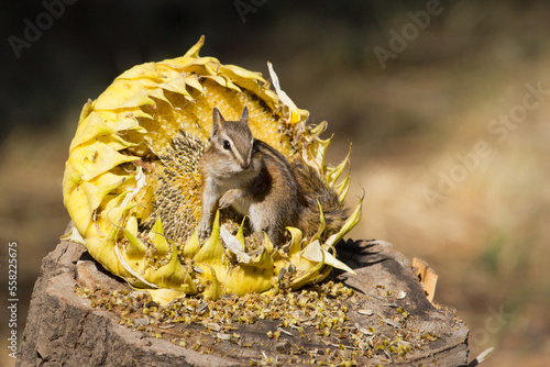chipmunk harvesting sunflower seeds