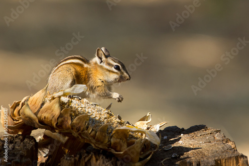 chipmunk sitting on a sunflower head
