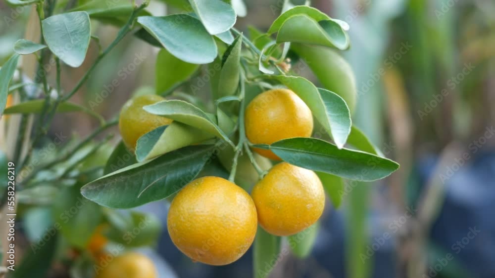 close up branch orange tree fruits with green leaves in garden close up branch orange tree fruits with green leaves in garden