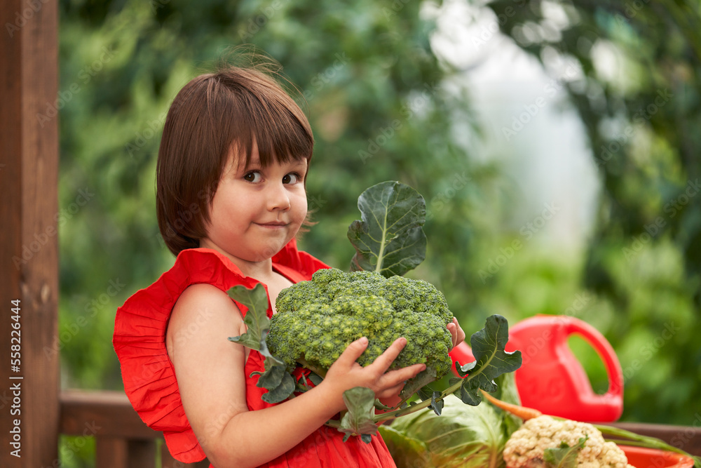 Summer in the country. A happy child with a large head of broccoli in his hands against the background of a green vegetable garden. Summer in the country. A happy child with a large head of broccoli in his hands against the background of a green vegetable garden.