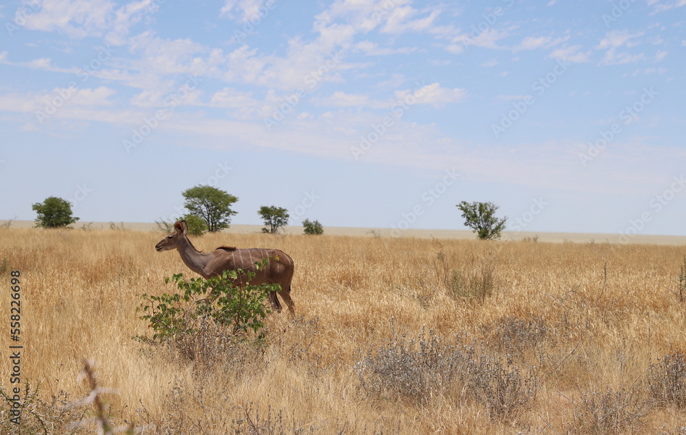 ナミビア・エトーシャ国立公園でのゲームサファリで見られるアンテロープ