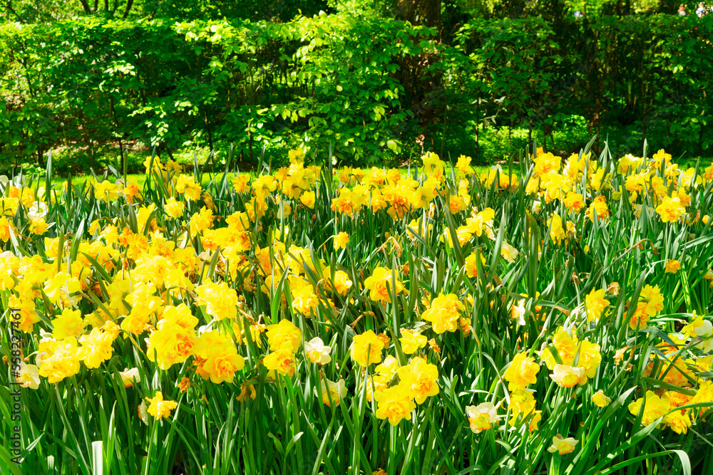 Obraz premium Blooming yelow daffodils flowers with green grass and trees