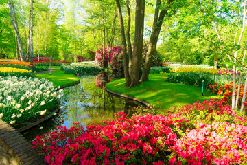 Keuken achterwand Tuin Witte narcissen en tulpen in voorjaarstuin  © neirfy